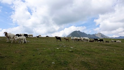 Obraz premium Schafherde in den Alpen, Dolomiten