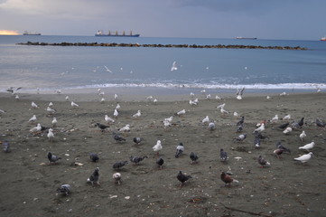 The beautiful bird Larus ridibundus (Black-headed Gull) in the natural environment