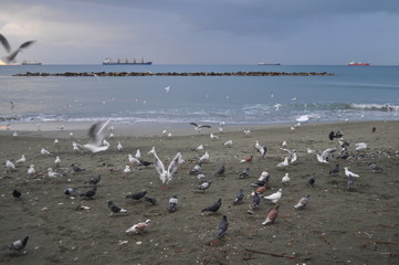 The beautiful bird Larus ridibundus (Black-headed Gull) in the natural environment