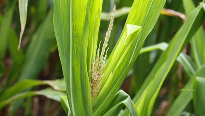 Die Maispflanze