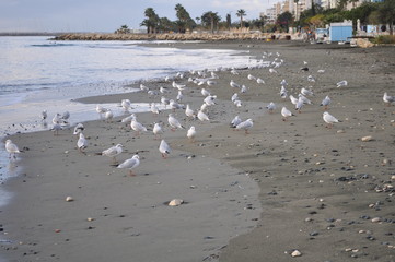 The beautiful bird Larus ridibundus (Black-headed Gull) in the natural environment