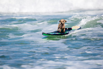Surf Dog