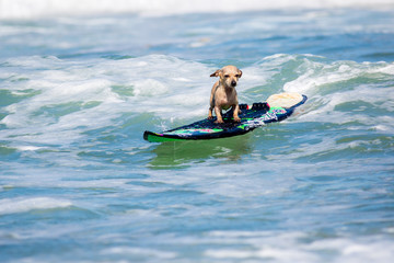 Surf Dog