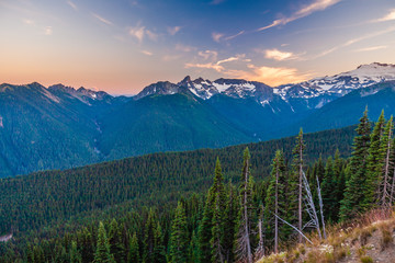 Looking across a valley forest of pine trees and snow covered mountains in the distance during late afternoon in Mt. Rainier National Park.