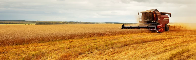 Panoramablick auf den Mähdrescher, der auf einem Weizenfeld arbeitet. Den Weizen ernten. Landwirtschaft. Panoramabanner. © ruslan_khismatov
