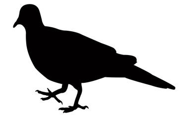 a pigeon body silhouette vector