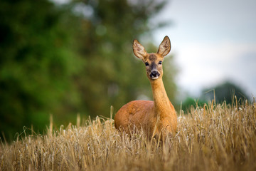 deer in the grass