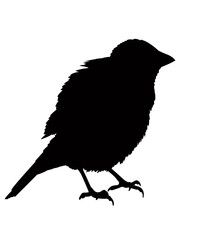 a sparrow body silhouette vector