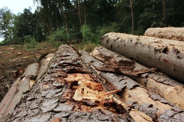 Abholzung