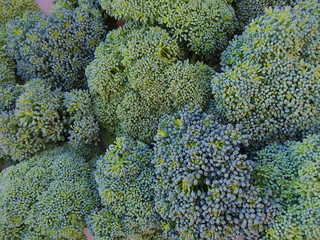 background harvest broccoli close up