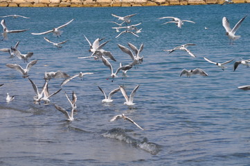 The beautiful bird Larus ridibundus (Black-headed Gull) in the natural environment