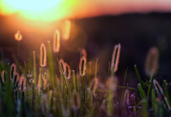 View of grass at sunset with back light