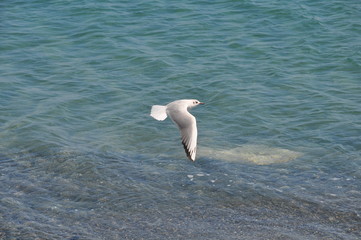 The beautiful bird Larus ridibundus (Black-headed Gull) in the natural environment