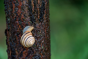 Snail close-up after a short rain