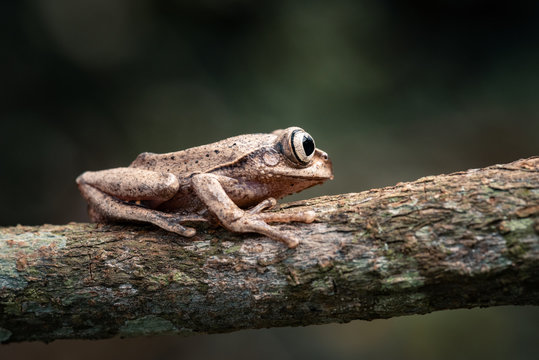 Side view of brown frog