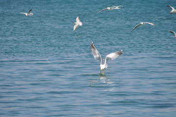 The beautiful bird Larus ridibundus (Black-headed Gull) in the natural environment