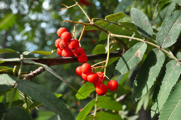 Macro berries red ripe rowan tree