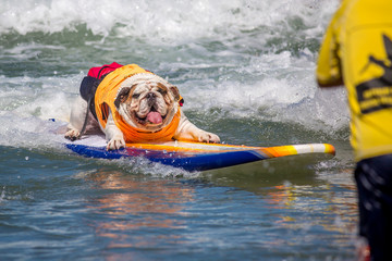 Surf Dogs