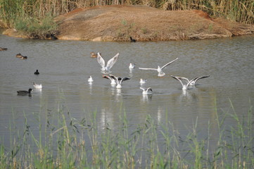 The beautiful bird Larus ridibundus (Black-headed Gull) in the natural environment