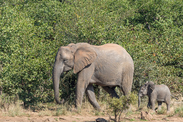 Fototapeta premium African Elephant cow and calf walking at Sable Dam