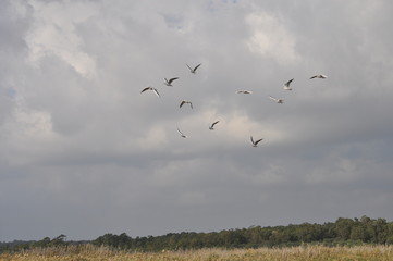 The beautiful bird Larus ridibundus (Black-headed Gull) in the natural environment