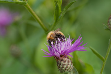 l'ape prende il nettare dal fiore