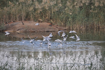 The beautiful bird Larus ridibundus (Black-headed Gull) in the natural environment