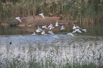 The beautiful bird Larus ridibundus (Black-headed Gull) in the natural environment