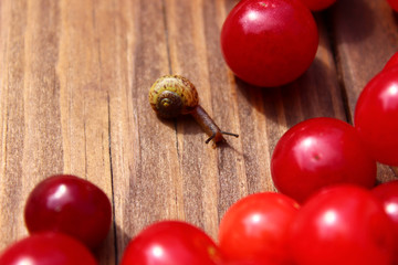 Snail on ripe cherries, wooden table, cherry leaves