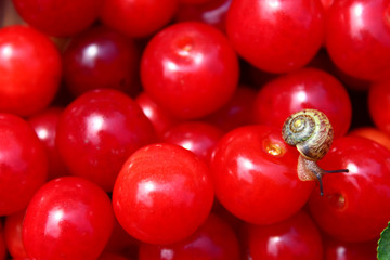 Snail on ripe cherries, wooden table, cherry leaves