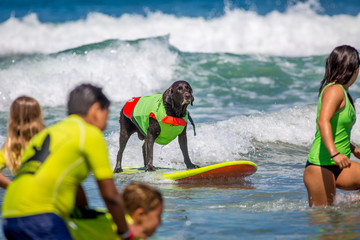 Obraz premium Surf Dogs