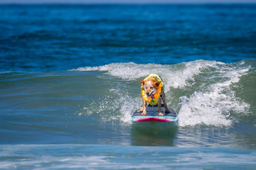 Dog surfing at Del Mar Surf-a-Thon