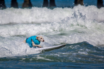 Surf Dogs