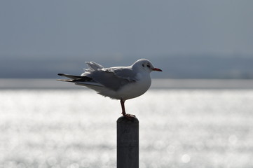 The beautiful bird Larus ridibundus (Black-headed Gull) in the natural environment
