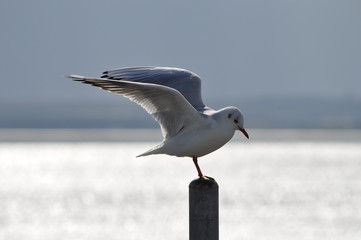 The beautiful bird Larus ridibundus (Black-headed Gull) in the natural environment