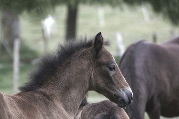 Portrait d'u jeune cheval der profil . © Richard