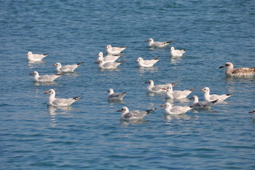 The beautiful bird Larus ridibundus (Black-headed Gull) in the natural environment