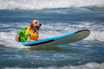 Surf Dogs