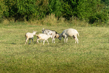 Fototapeta na wymiar White goat with goats graze on green meadow. Summer sunny day. Theme of nature, rural recreation and agriculture