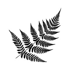 Vector illustration of a black fern leaf isolated on white background.