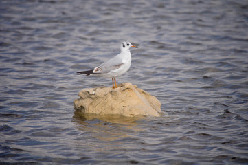 The beautiful bird Larus ridibundus (Black-headed Gull) in the natural environment