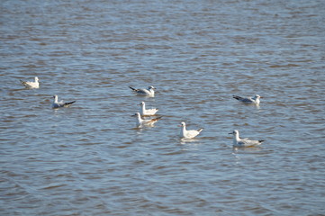 The beautiful bird Larus ridibundus (Black-headed Gull) in the natural environment