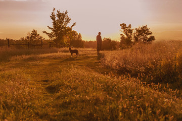 Naklejka na ściany i meble silhouette of a man and a purebred puppy at sunset in the meadow