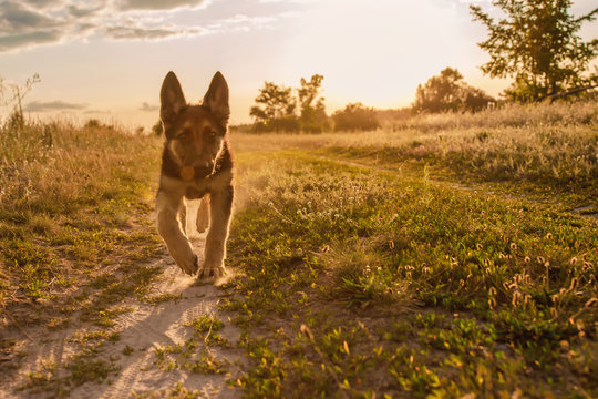 Happy german shepherd puppy playing and runs in the countryside, closeup, day