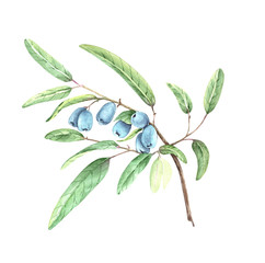 honeysuckle branch with blue berries, watercolor drawing