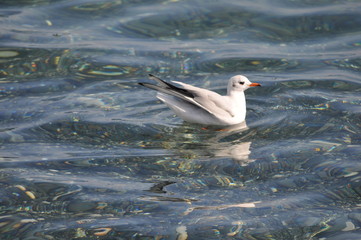 The beautiful bird Larus ridibundus (Black-headed Gull) in the natural environment