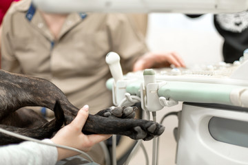 Closeup black dog paws. Dog lying on table in pet clinic during ultrasonic exam