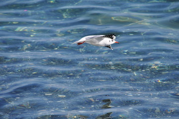 The beautiful bird Larus ridibundus (Black-headed Gull) in the natural environment