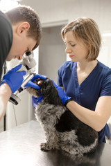 Veterinary, ophthalmologists examine the injured eye of a dog with a slit lamp in a veterinary clinic