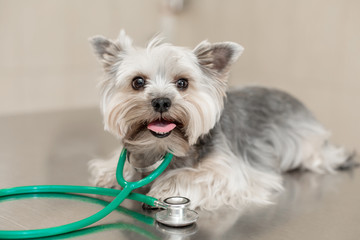 Dog breed Yorkshire terrier lies next to a stethoscope on a metal table in a veterinary clinic. Pet health care concept. Posing like vet doctor